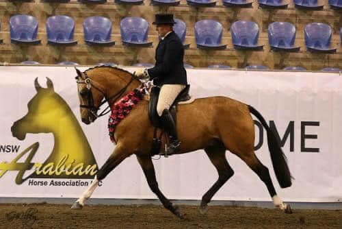ES Show Horses - Arabian Horse Showing